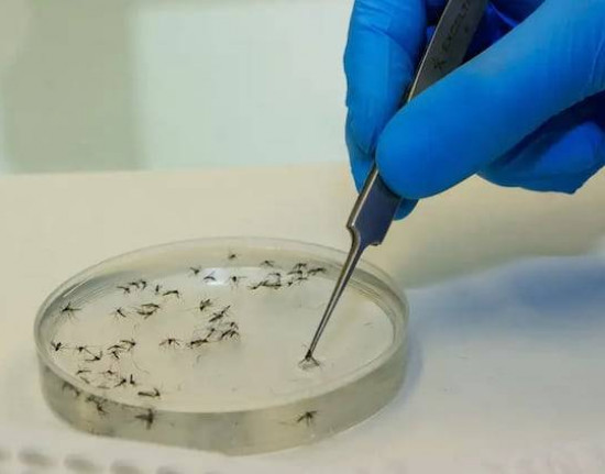 Ministério faz alerta para aumento de casos da febre oropouche no Brasil