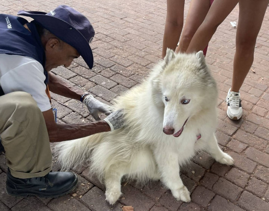 Vacinação contra raiva será realizada neste sábado nas zonas Sul e Sudeste