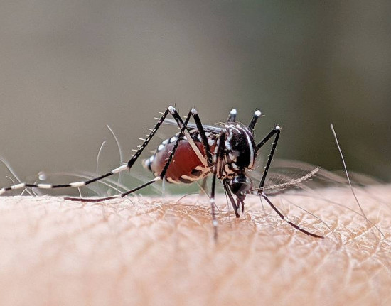 Estados apontam queda na incidência de dengue; Piauí na lista