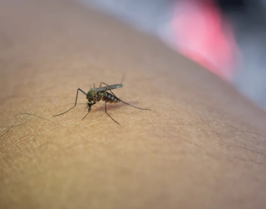 Sesapi faz alerta após 15 mortes por dengue no Piauí