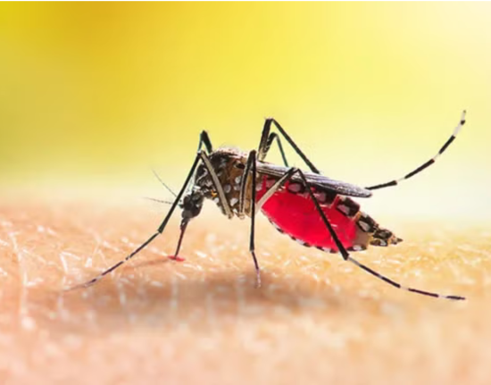 Prefeitura inicia mutirões de combate ao Aedes aegypti neste sábado