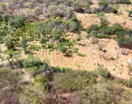 Operação integrada entre Piauí e Pernambuco localiza plantação de maconha com cinco toneladas