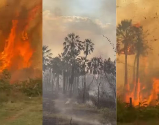Incêndio florestal mobiliza brigadistas e moradores em José de Freitas