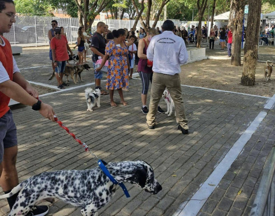 Mais de 500 cães e gatos são vacinados em ação da FMS no Parque do Mocambinho
