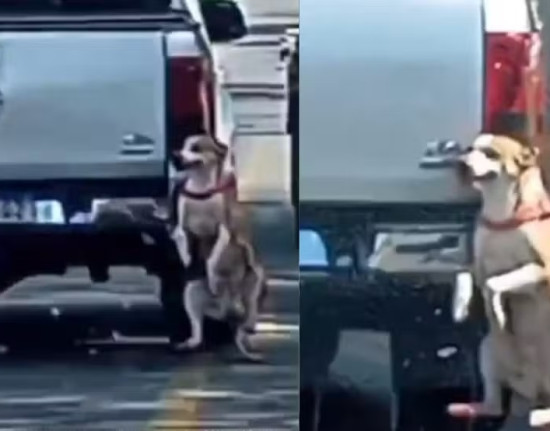 Polícia investiga cachorro flagrado preso em para-choque de carro em Teresina