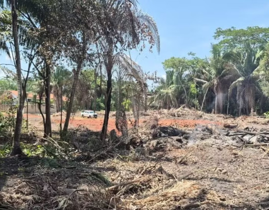 Fiscalização flagra desmatamento em área protegida de Teresina