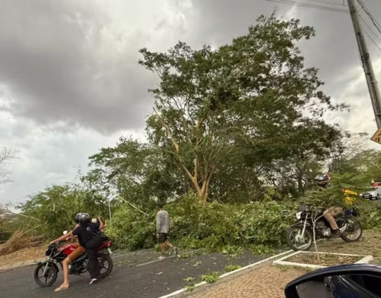 Árvore cai e bloqueia avenida após ventos fortes na Zona Leste