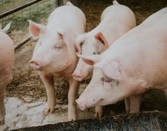 Piauí decreta emergência zoossanitária para prevenção da peste suína clássica