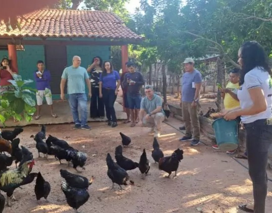 Governo do Piauí declara emergência para prevenir Influenza Aviária H5N1