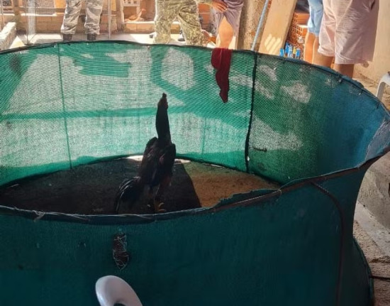 Polícia desmonta rinha de galos em Teresina, prende quatro e resgata animais