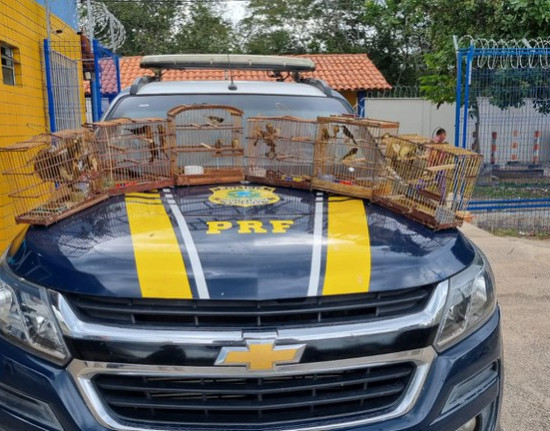 PRF resgata aves silvestres transportadas ilegalmente em Parnaíba