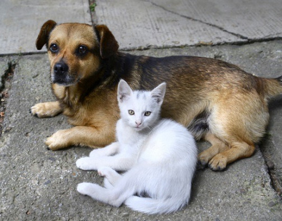 IFPI de José de Freitas lança projeto para castração gratuita de cães e gatos