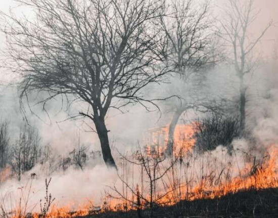 Piauí registra queda de 11% nos incêndios após portaria que proíbe