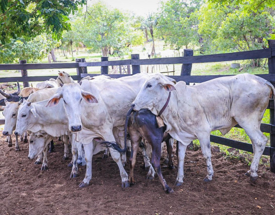 Piauí será reconhecido como área livre de febre aftosa sem vacinação na próxima semana