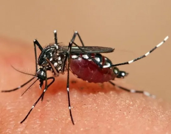Piauí tem 1200 casos prováveis de dengue, aponta Ministério da Saúde