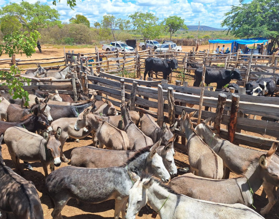 PMPI resgata 72 jumentos vítimas de maus-tratos em Anísio de Abreu