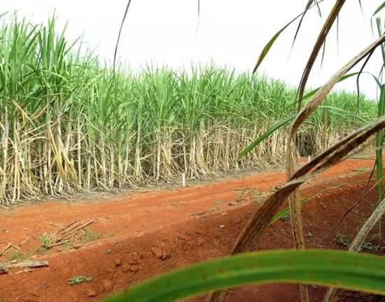 Brasil terá segunda maior safra de cana, segundo estimativa da Conab