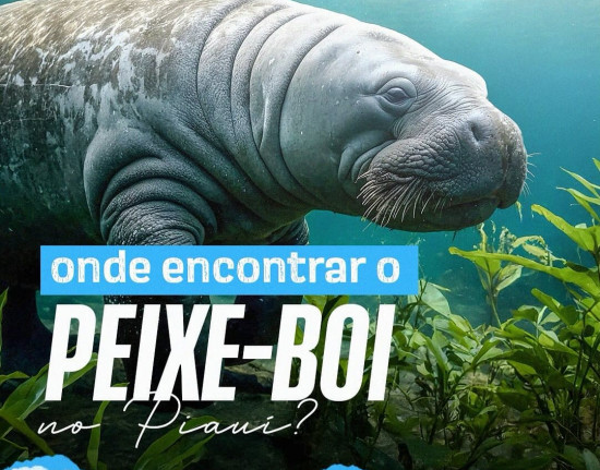 E​xpedição Peixe-boi reúne 70 remadores no litoral do Piauí