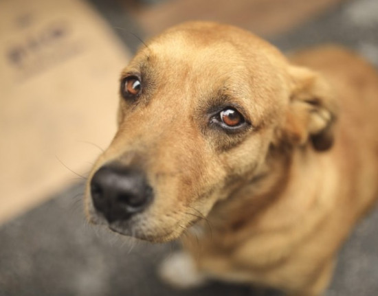Mais de 100 denúncias de maus-tratos a animais são registradas no Piauí