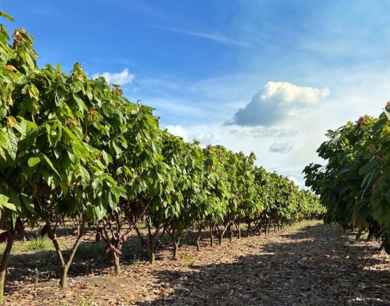 Projeto prevê a plantação de hectares de cacau e deve gerar 60 mil empregos no Piauí