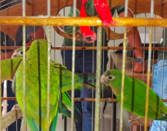 Semarh acolhe e recupera animais silvestres resgatados no Piauí