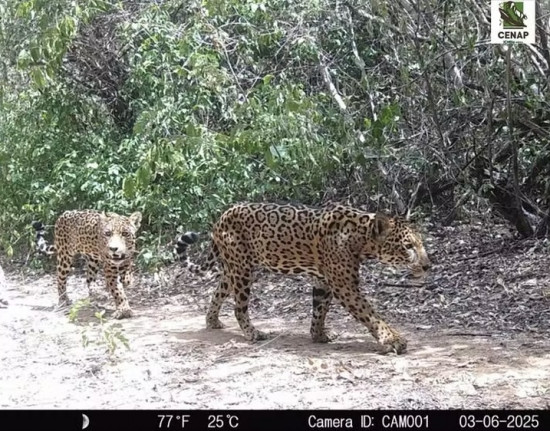 Câmera registra onça-pintada com filhotes no Parque da Serra da Capivara