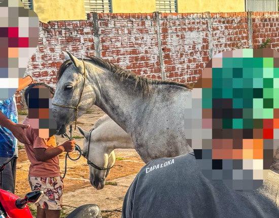 Operações combatem direção perigosa e presença de animais nas vias do Piauí
