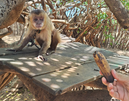 Macaco-prego debilitado é resgatado na zona rural de Luís Correia