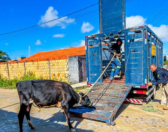 Operação apreende 60 animais e responsabiliza donos