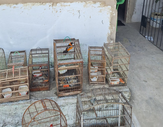 PM apreende pássaros silvestres em gaiolas no bairro Sabiazal, em Parnaíba