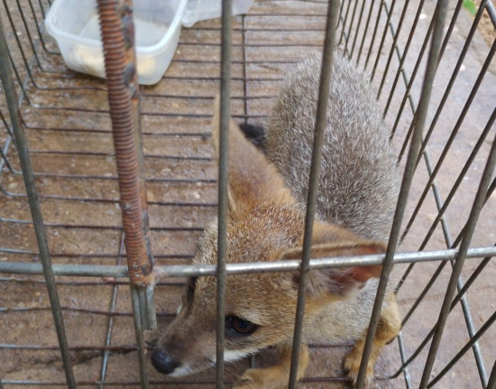 Raposa-do-campo e outros animais silvestres serão reintroduzidos à natureza