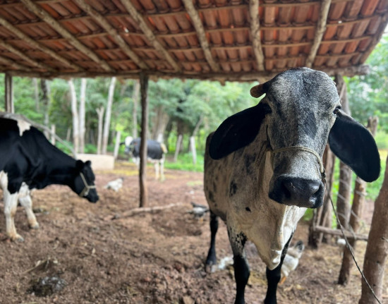Ministério suspende vacina após morte de mais de 200 animais no PI e MA