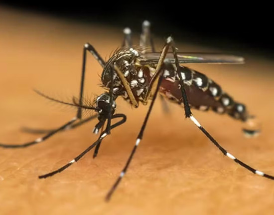Teresina registra redução de 38% dos casos de dengue em 2025