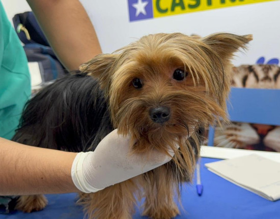 Castramóvel oferece castração gratuita de cães e gatos em Hugo Napoleão