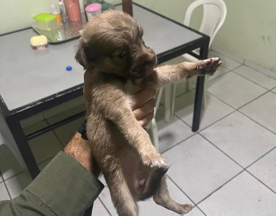 Polícia Militar resgata filhote na PI-112 e o adota como mascote do batalhão