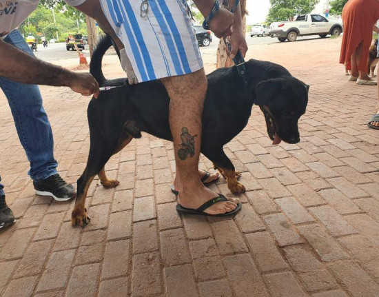 Campanha de vacinação contra raiva começa dia 22 em Teresina, anuncia FMS