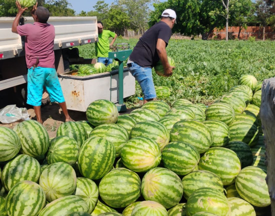 SAF entrega 2,5 toneladas de melancia para beneficiários do Bolsa Família em Alto Longá
