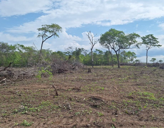 Fiscalização contra o desmatamento cresce no Piauí e Semarh registra avanço