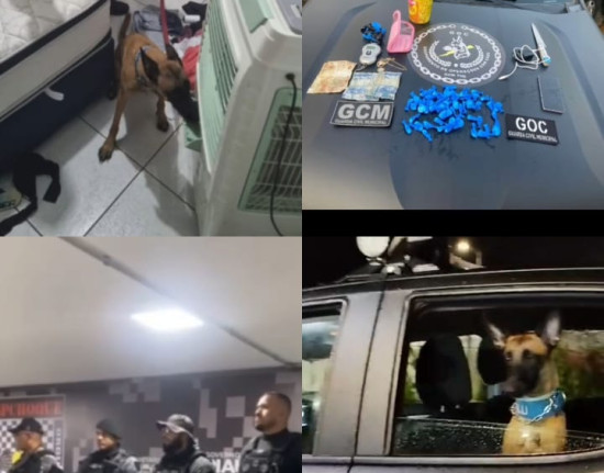 Cão farejador da GCM localiza drogas em operação com o DENARC