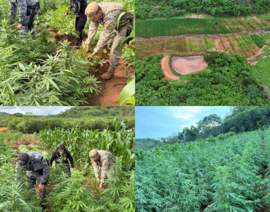 Polícia encontra plantação de maconha com 115 mil pés em Vera Mendes