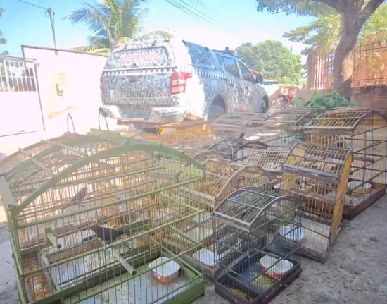 PM resgata 16 aves silvestres mantidas ilegalmente em povoado de Teresina