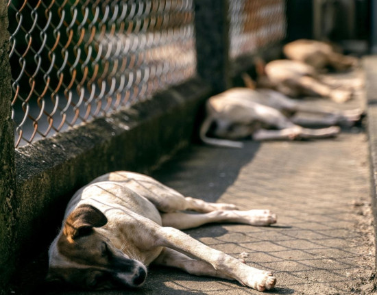Homem suspeito de matar cachorro e abandonar em área de mata é preso em José de Freitas-PI