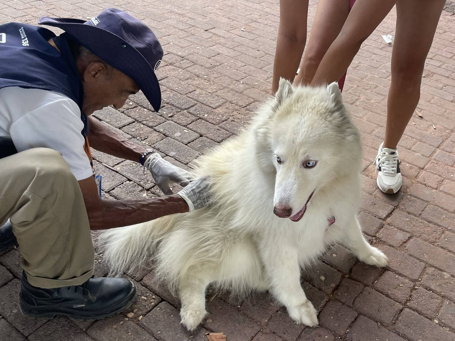 Vacinação contra raiva será realizada neste sábado nas zonas Sul e Sudeste