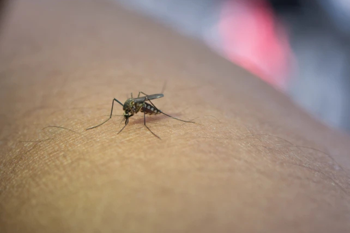 Sesapi faz alerta após 15 mortes por dengue no Piauí