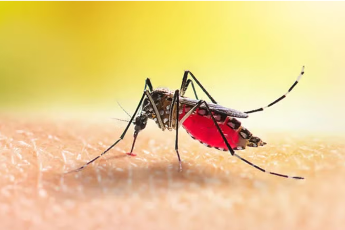 Prefeitura inicia mutirões de combate ao Aedes aegypti neste sábado