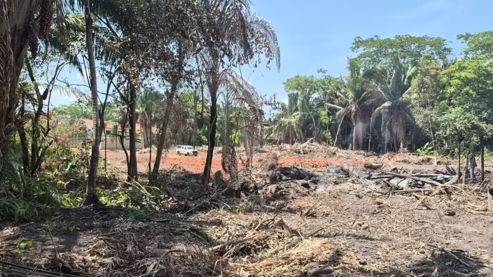 Fiscalização flagra desmatamento em área protegida de Teresina