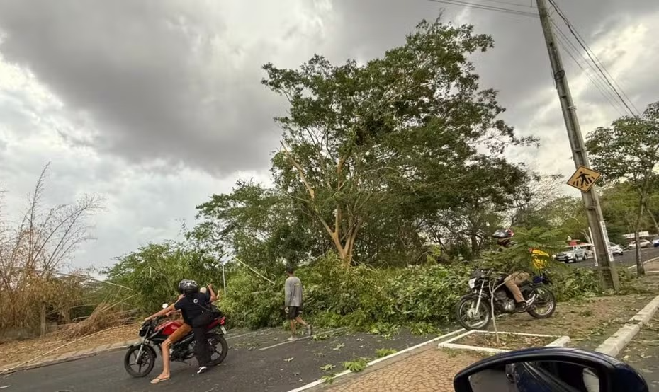 Árvore cai e bloqueia avenida após ventos fortes na Zona Leste