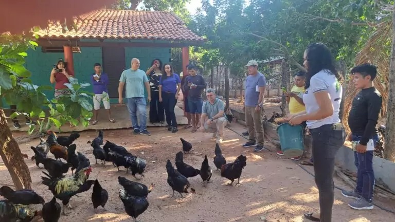 Governo do Piauí declara emergência para prevenir Influenza Aviária H5N1