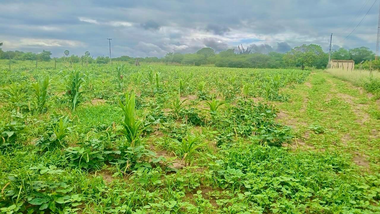 Governo do Piauí decreta emergência em 129 municípios devido a seca verde
