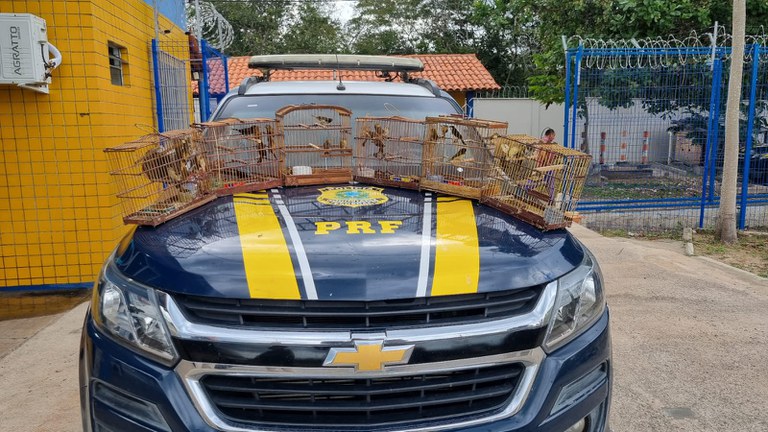 PRF resgata aves silvestres transportadas ilegalmente em Parnaíba